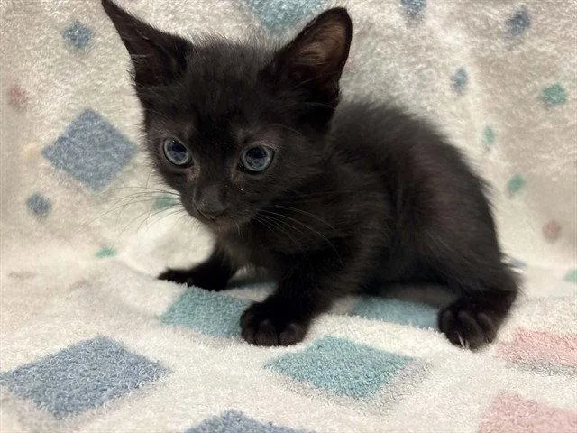 A baby small-sized male Black Domestic Short Hair cat named Shadow for adoption in Tavares, FL
