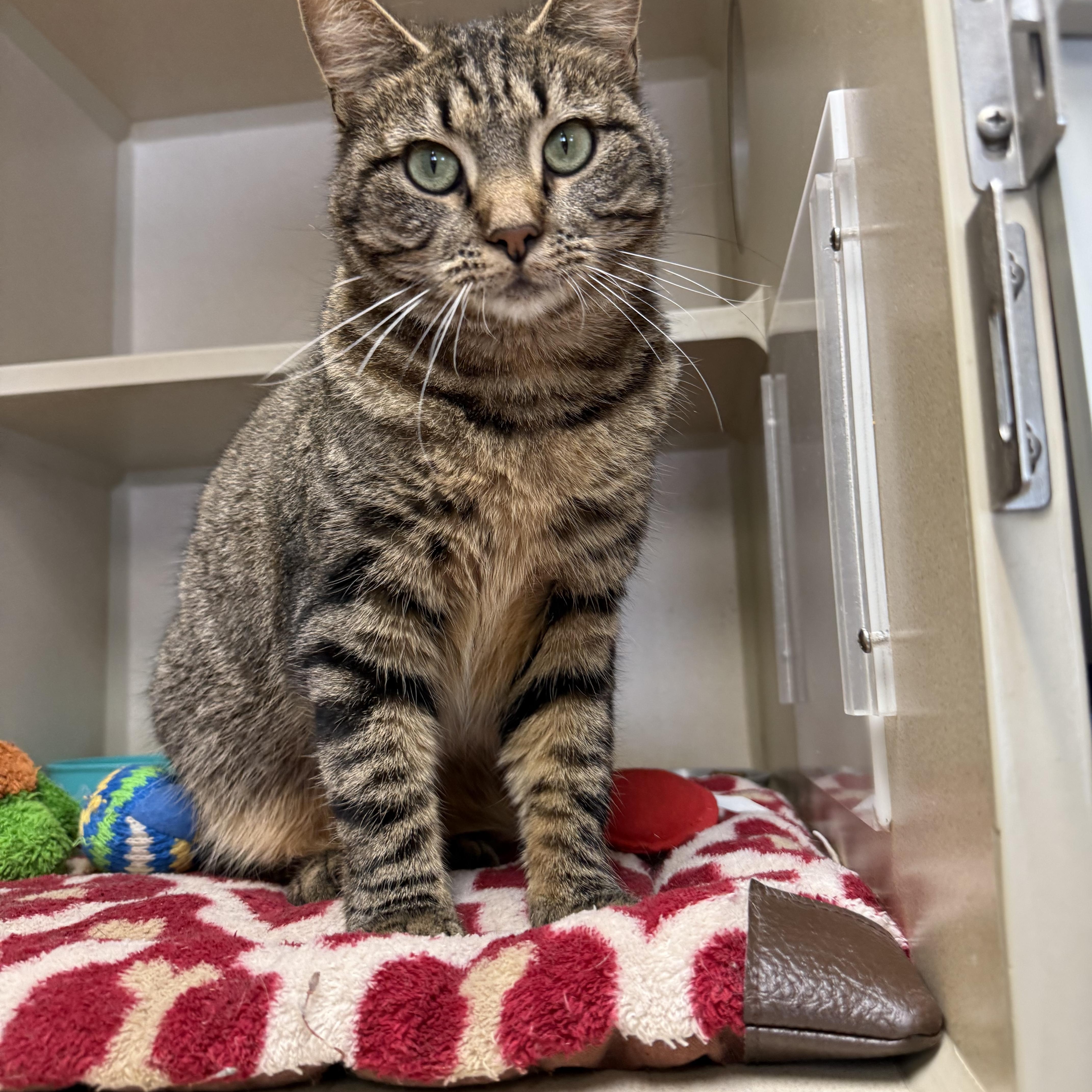 Rolly Polly thumbnail 2