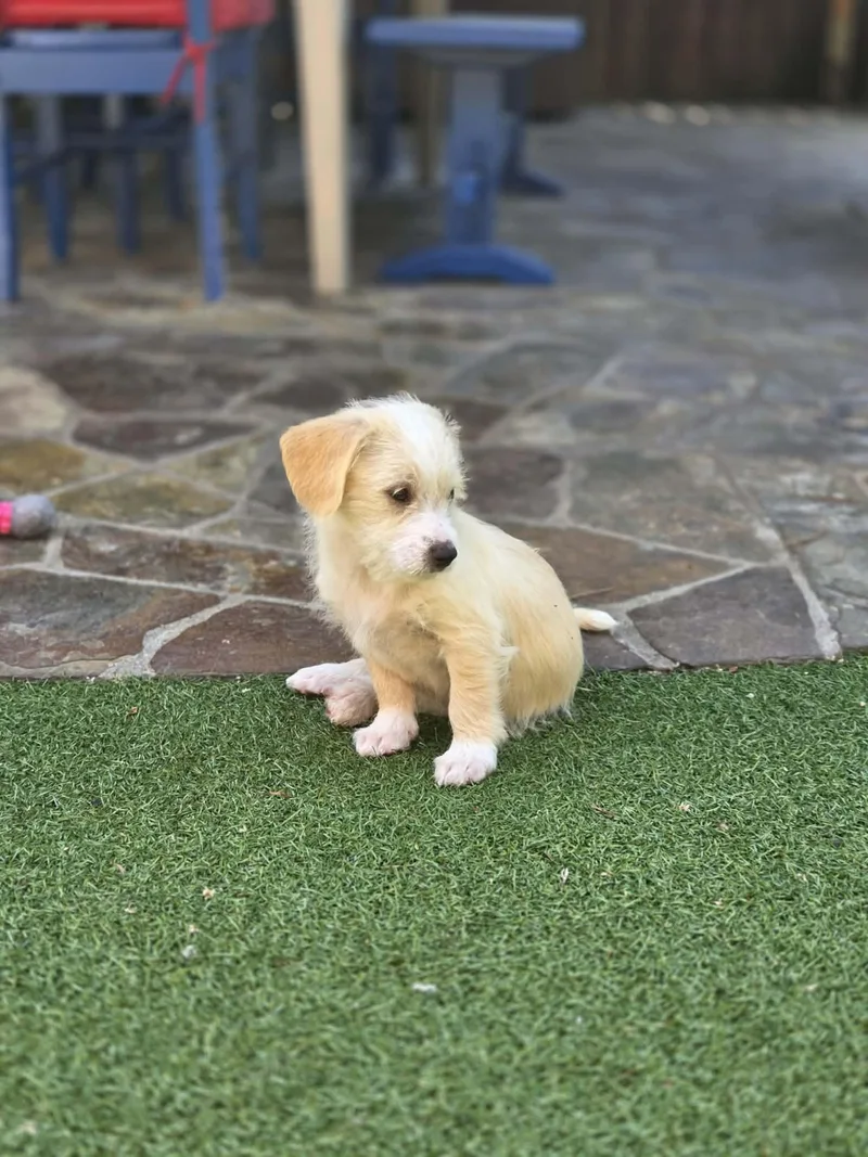 Bogey thumbnail 3