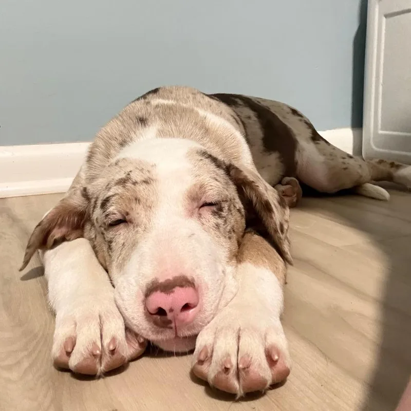 A baby medium-sized female White / Cream Australian Shepherd dog named Winnie for adoption in Avon, OH