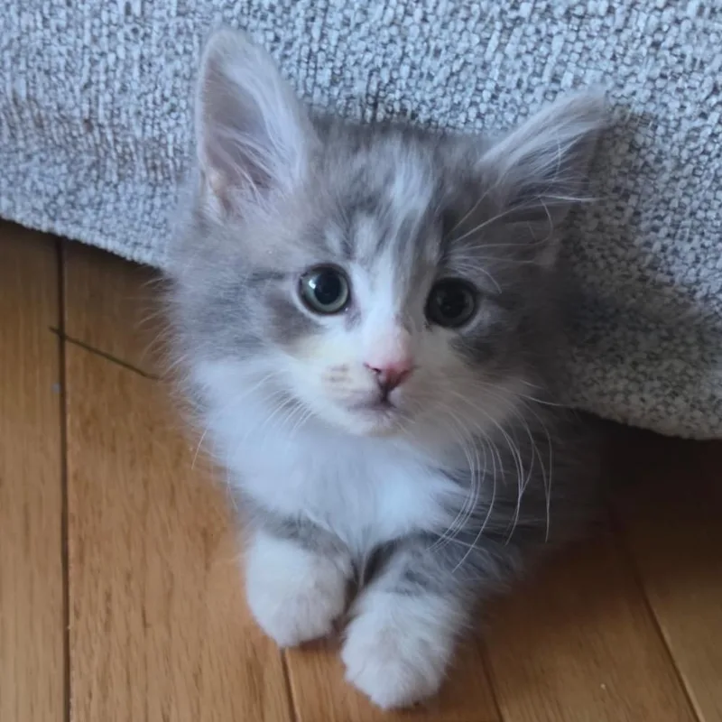 A baby small-sized female Gray / Blue / Silver Domestic Short Hair cat named Pearl for adoption in La Grange, KY