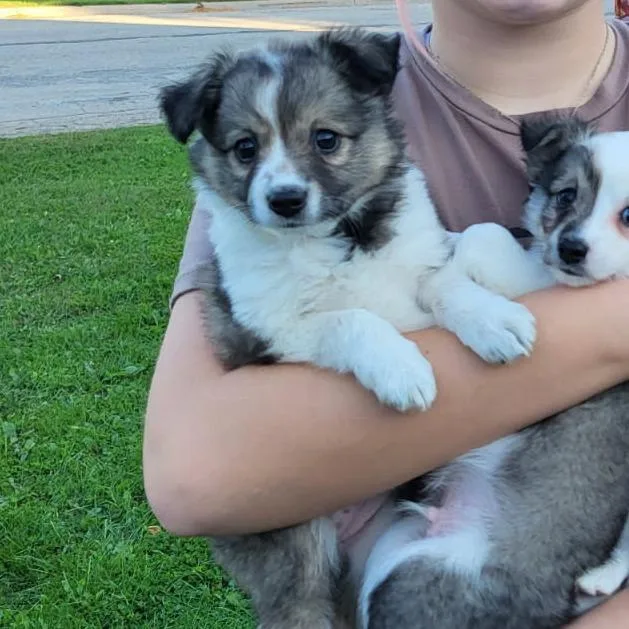 A baby medium-sized female Brown / Chocolate American Eskimo Dog dog named Jackie for adoption in Tomah, WI