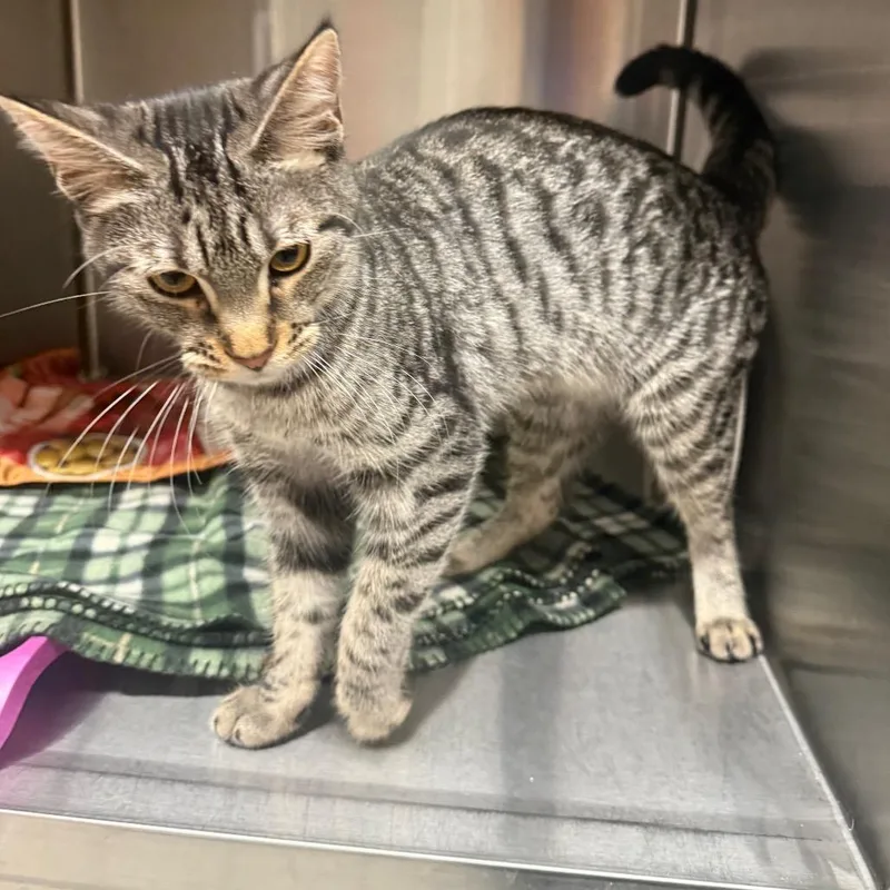 A young medium-sized female Brown / Chocolate Domestic Short Hair cat named Mischief for adoption in Spokane, WA