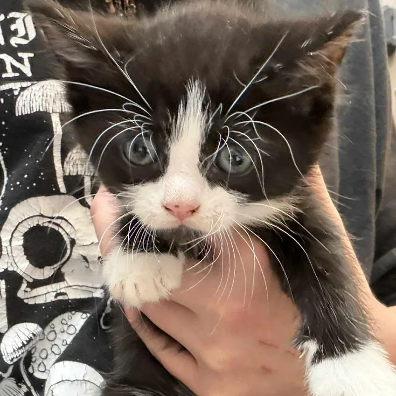 Milo