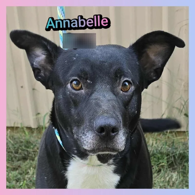 Annabelle thumbnail 4