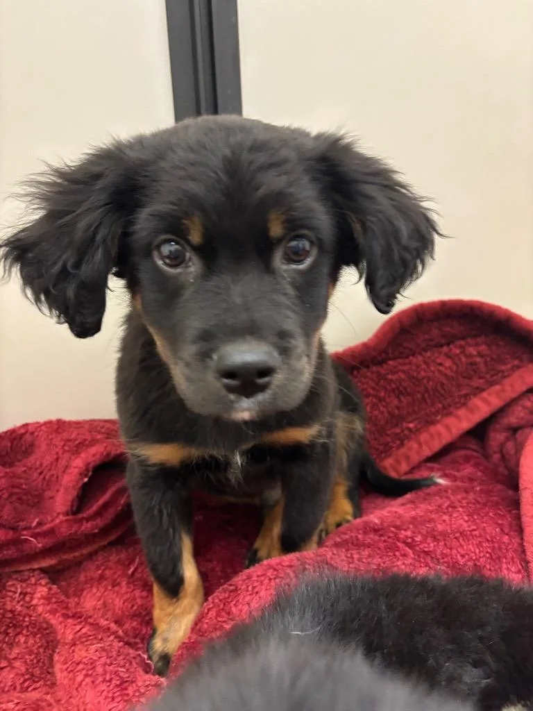 A baby small-sized male Mixed Breed dog named Chunk for adoption in Douglasville, GA