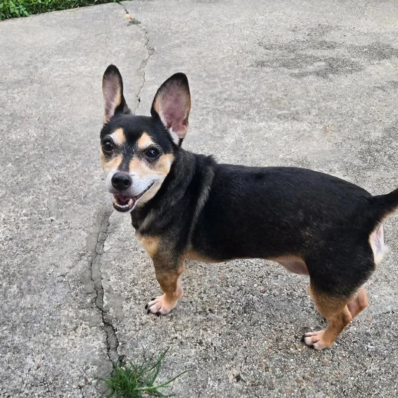 A senior small-sized male Black Chihuahua dog named Jimothy Arriving D for adoption in Princeton, MN