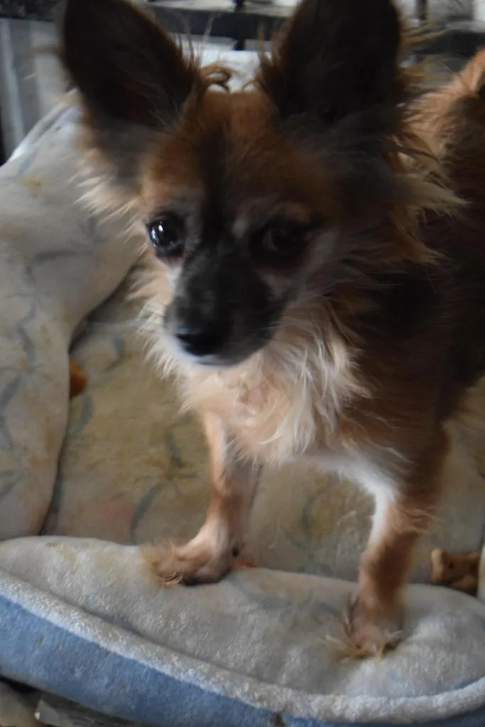 A young small-sized female Chihuahua dog named Cinnamon for adoption in Pahrump, NV