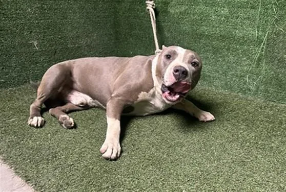 A young large-sized male Pit Bull Terrier dog named Efectivo for adoption in Lancaster, CA