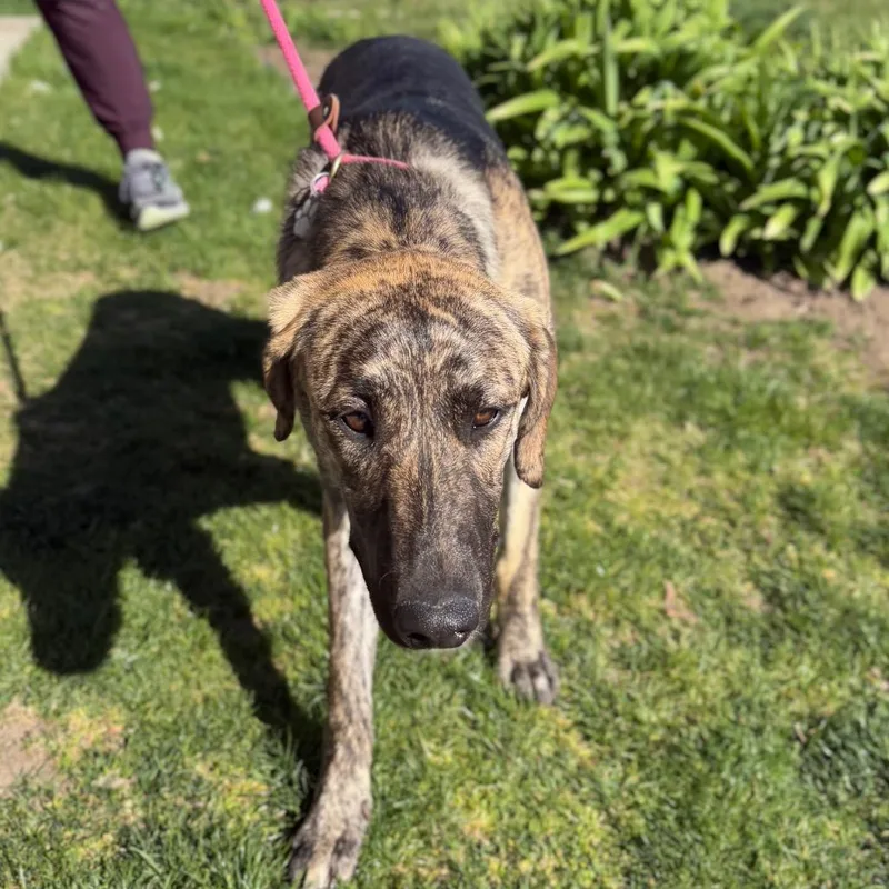 A young medium-sized female Brindle Mixed Breed dog named Darla for adoption in Spokane, WA