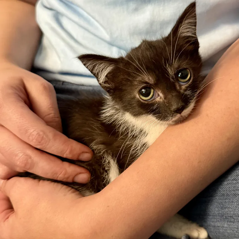 A baby medium-sized female Black & White / Tuxedo Domestic Short Hair cat named Bellatrix for adoption in Tampa, FL