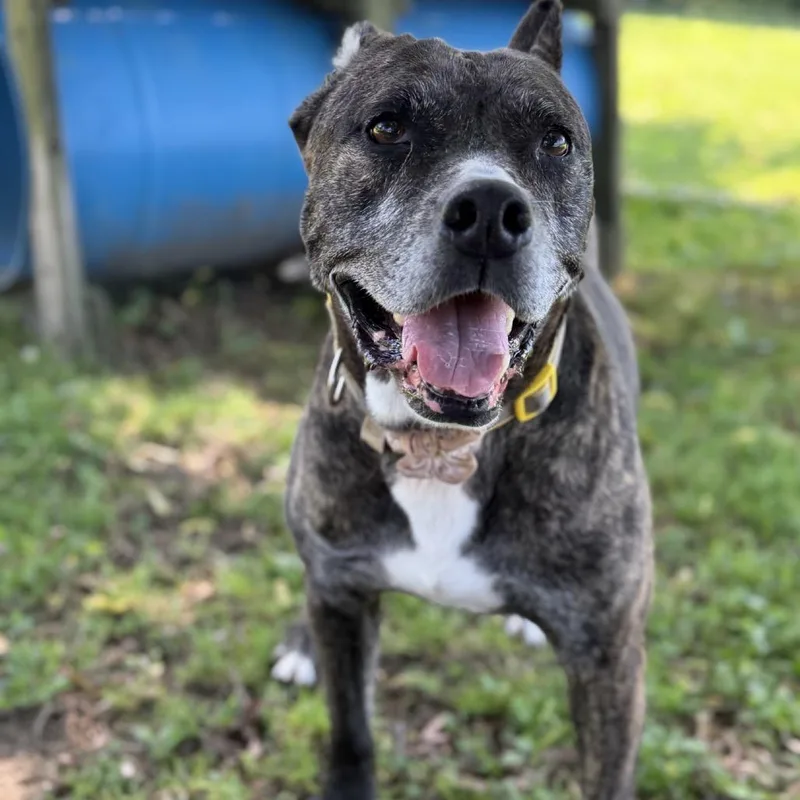 An adult medium-sized female Brindle American Staffordshire Terrier dog named Lily for adoption in Ashtabula, OH