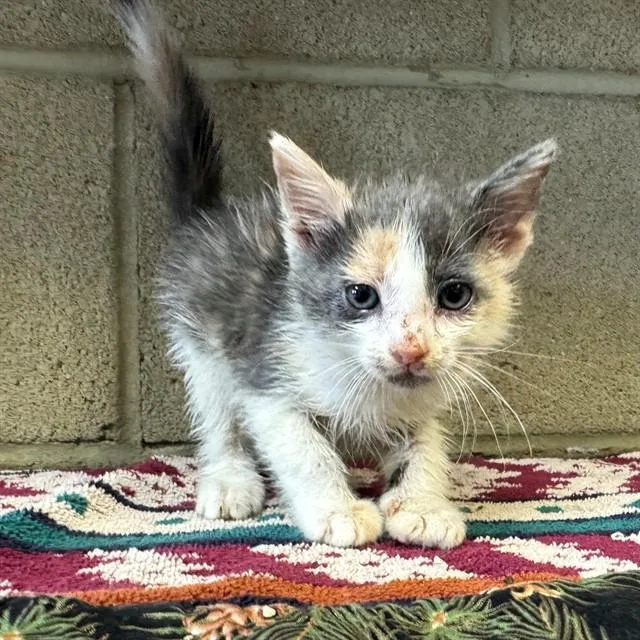 A baby small-sized female Domestic Short Hair cat named Twinky for adoption in Riverside, CA
