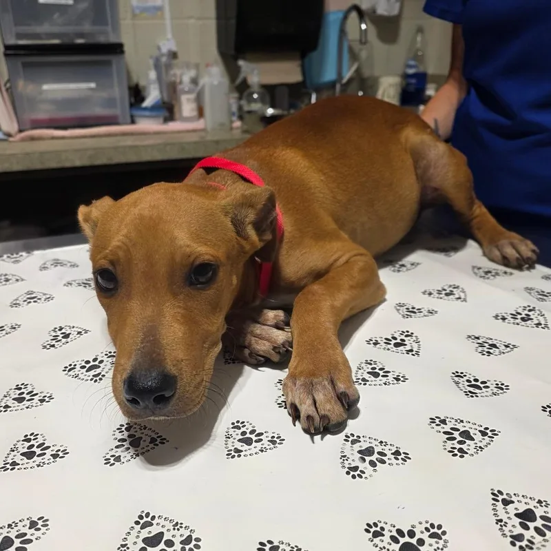 A young small-sized male Red / Chestnut / Orange Mixed Breed dog named Reuben for adoption in Milton, FL