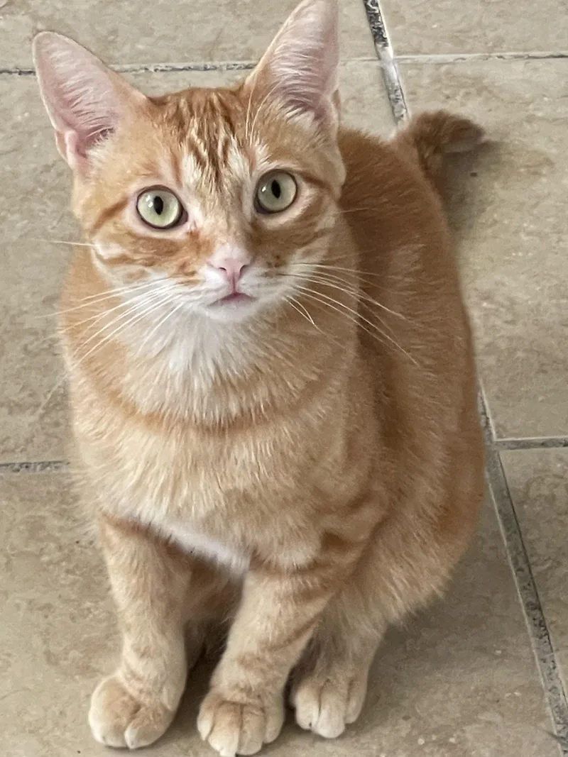 An adult medium-sized male Tabby (Orange / Red) Domestic Short Hair cat named Stan for adoption in Lacon, IL