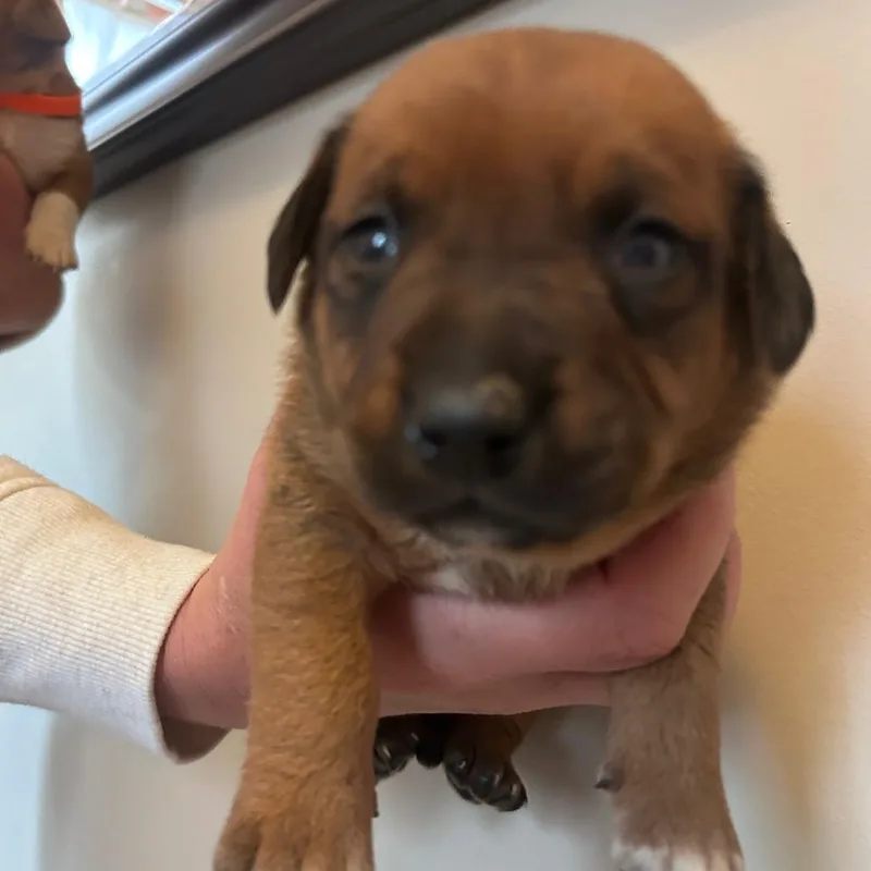 Peony's Pup Dale thumbnail 2