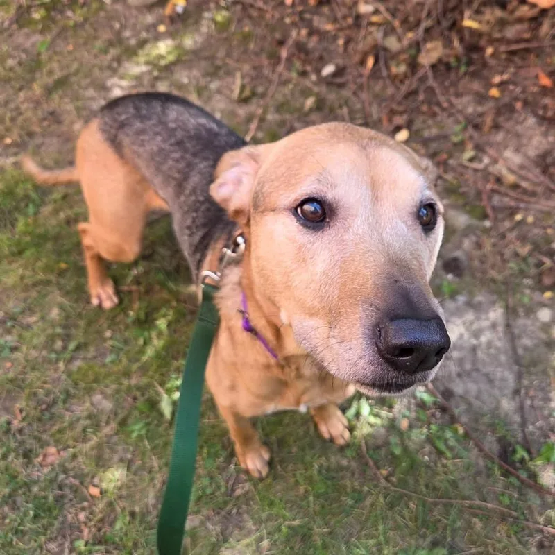 A senior medium-sized female Brown / Chocolate Mixed Breed dog named Angie for adoption in Mentor, OH