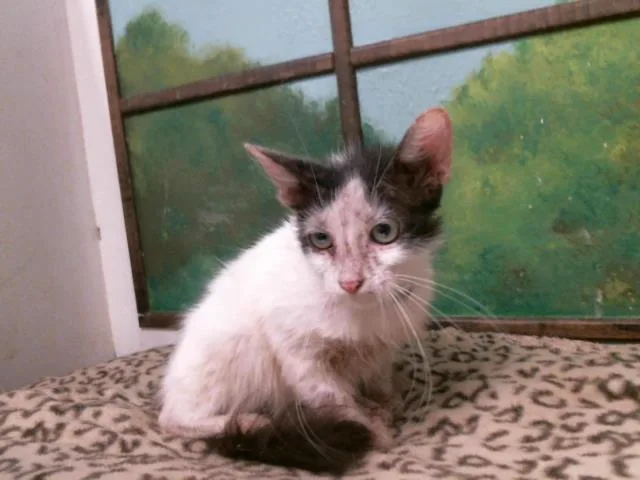 A baby small-sized female Domestic Short Hair cat named Hary for adoption in Houston, TX