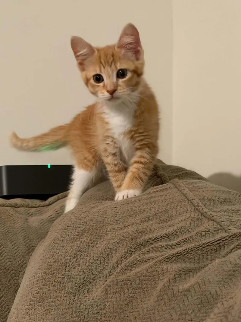A young medium-sized female Orange & White Domestic Short Hair cat named Mimi for adoption in Charleston, SC