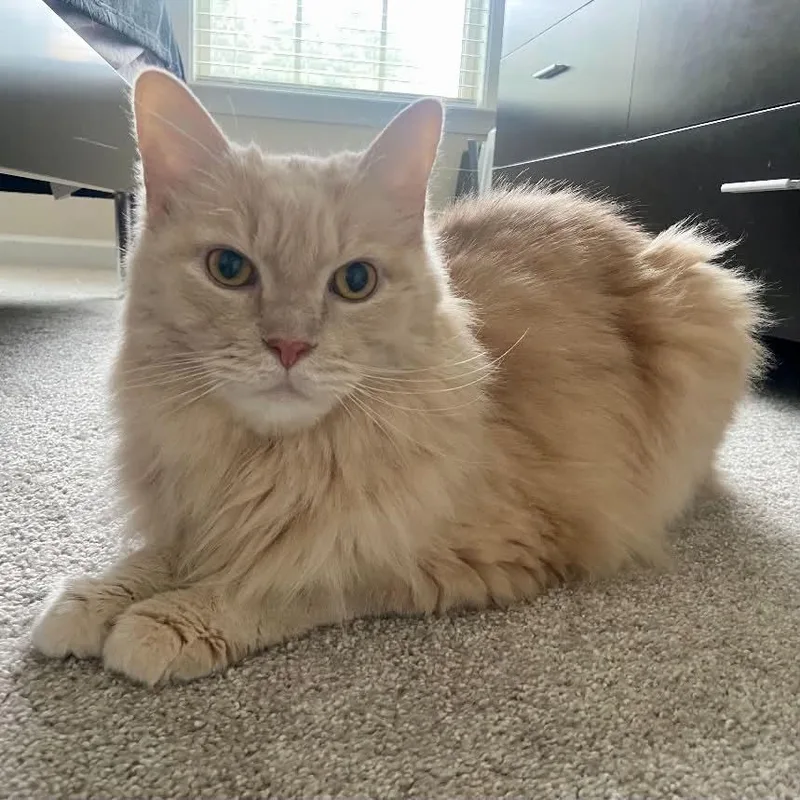 Stuart