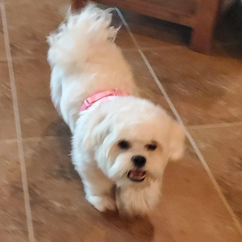 An adult small-sized female White / Cream Maltese dog named Bella for adoption in Santa Fe, TX