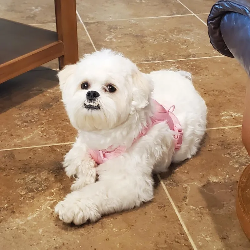 Bella thumbnail 2