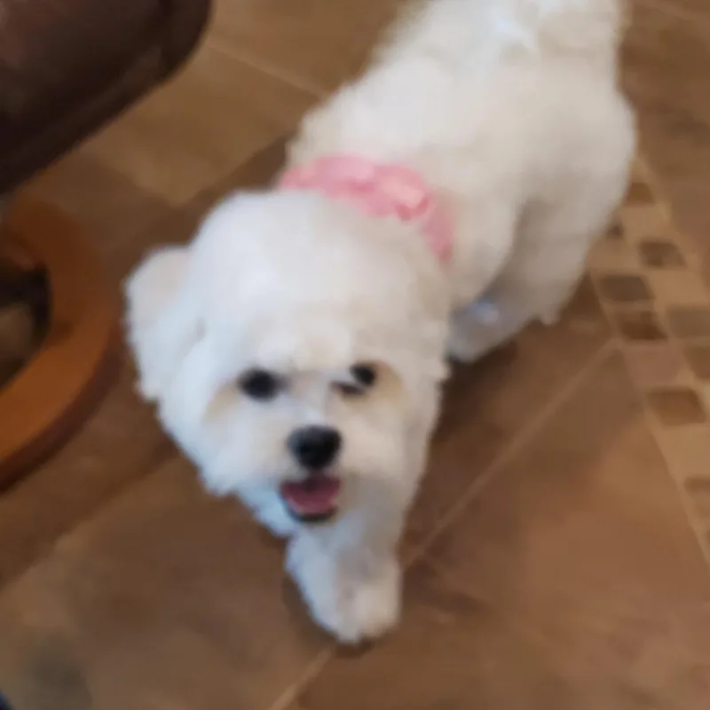 Bella thumbnail 4