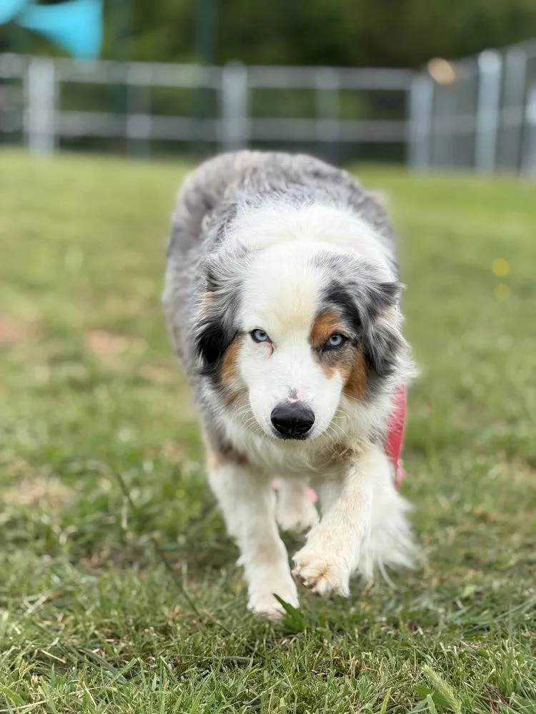 An adult medium-sized male Australian Shepherd dog named Wave 🌊 for adoption in TULSA, OK