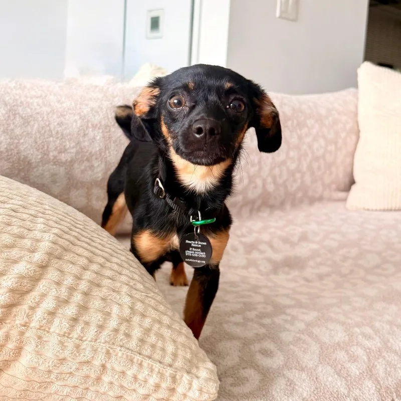 A young small-sized male Black Chihuahua dog named Scooter for adoption in Brooklyn, NY