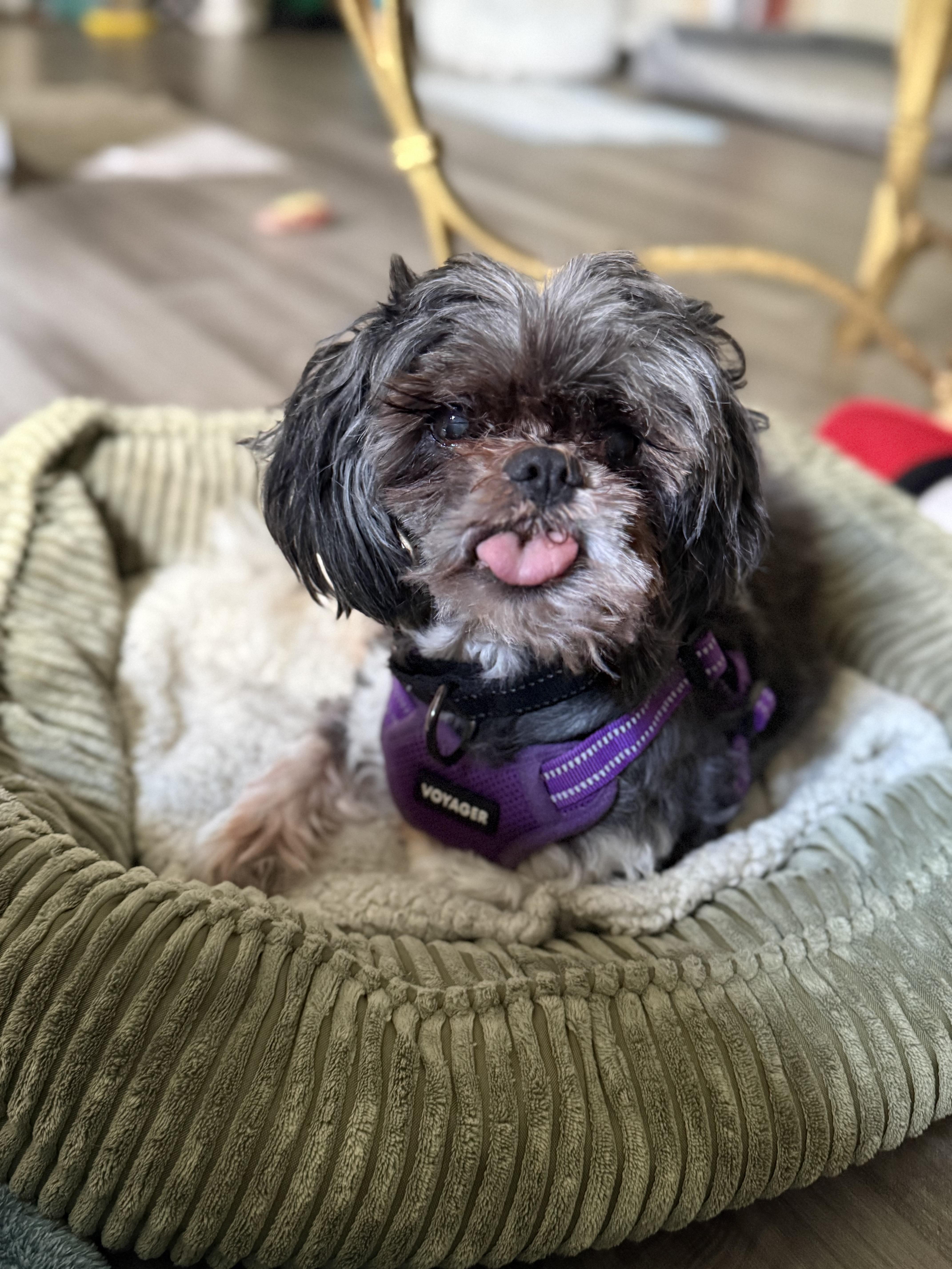 A senior small-sized male Black Shih Tzu dog named Bert for adoption in Rockville, MD