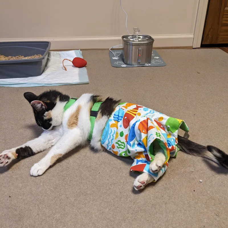 An adult medium-sized female Calico cat named Hope for adoption in Waynesville, NC