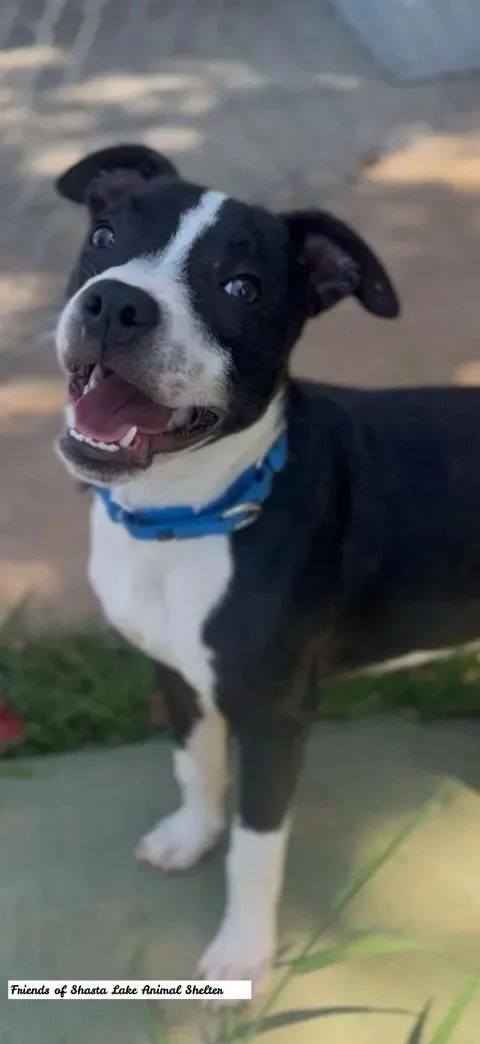A young medium-sized male Black Pit Bull Terrier dog named Charlie for adoption in Shasta Lake, CA