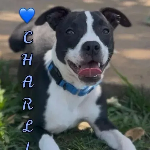 Charlie thumbnail 3