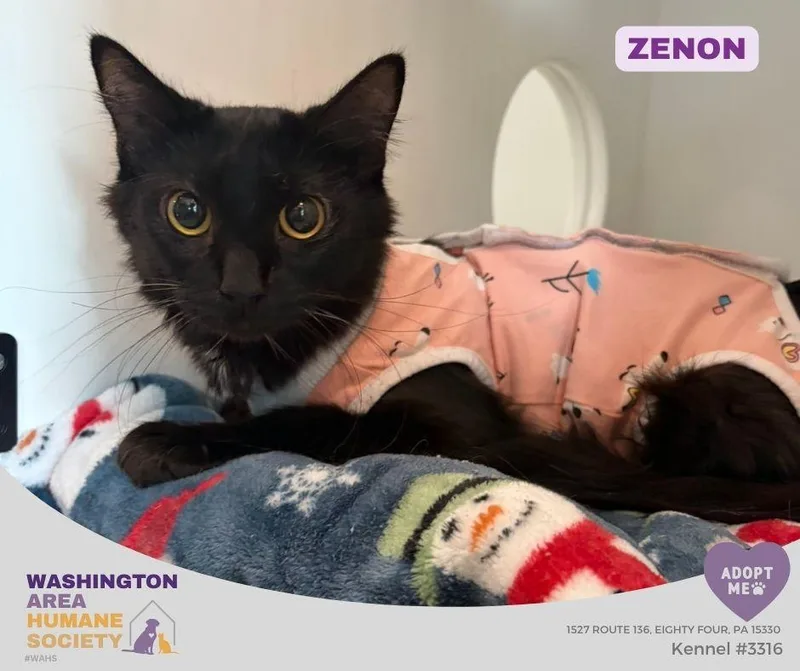 A young medium-sized female Domestic Long Hair cat named Zenon for adoption in Eighty Four, PA