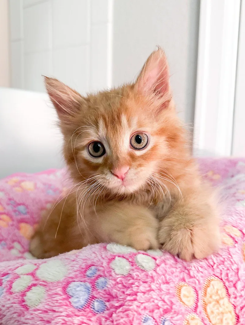 A young large-sized male Orange / Red Domestic Long Hair cat named Archie for adoption in Aurora, CO