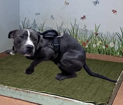 A young small-sized male Pit Bull Terrier dog named Capitan for adoption in Lancaster, CA