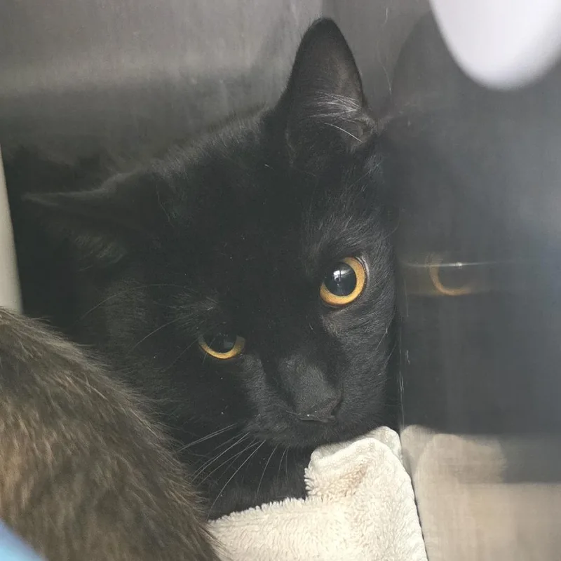A young large-sized male Black Domestic Short Hair cat named Ji Ji for adoption in Fort Wayne, IN