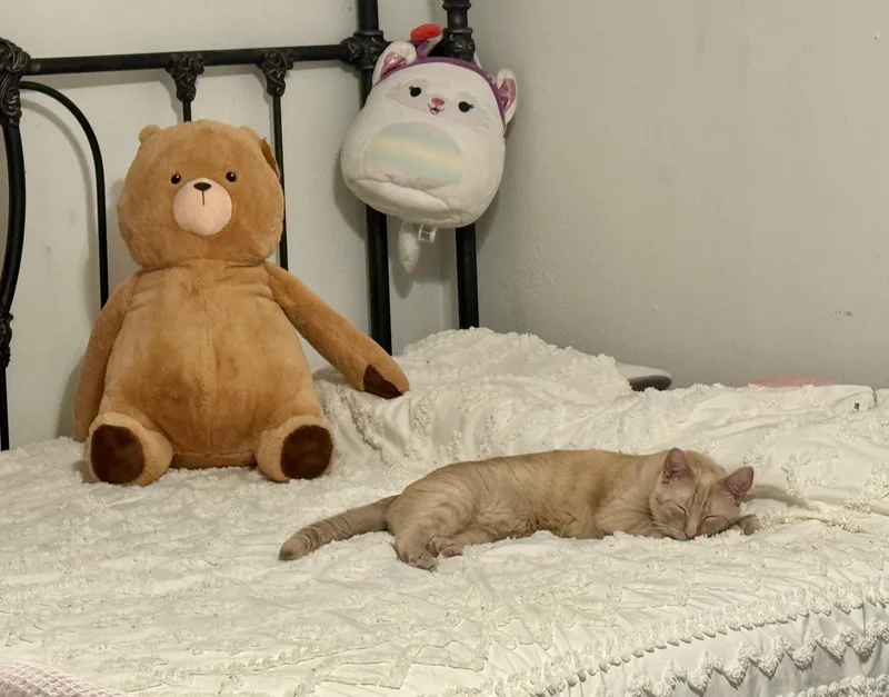 An adult large-sized male Buff / Tan / Fawn Domestic Short Hair cat named Dunkin for adoption in largo, FL