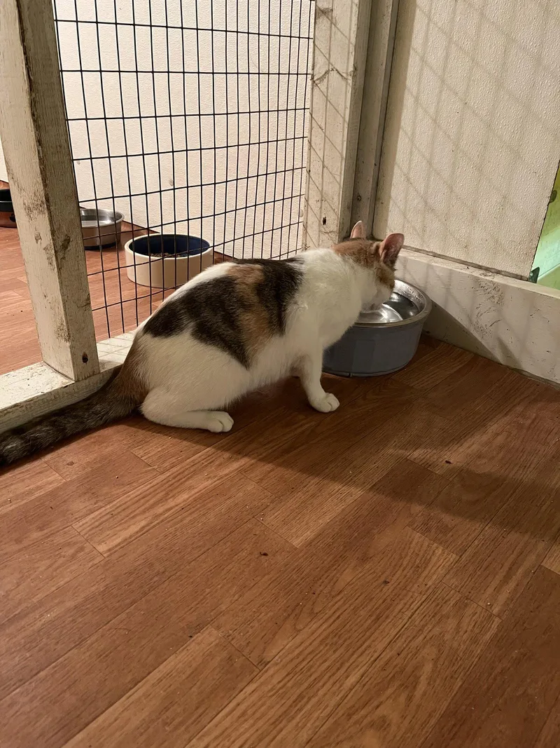 A young small-sized female Dilute Calico cat named Willow IndoorOutdoor for adoption in Trexlertown, PA