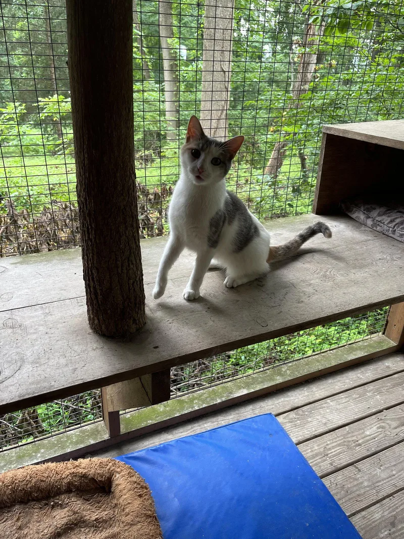 Willow  IndoorOutdoor thumbnail 2