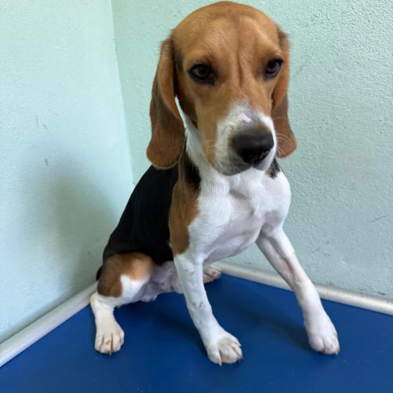 A young small-sized male Brown / Chocolate Beagle dog named IJah for adoption in LOXAHATCHEE, FL