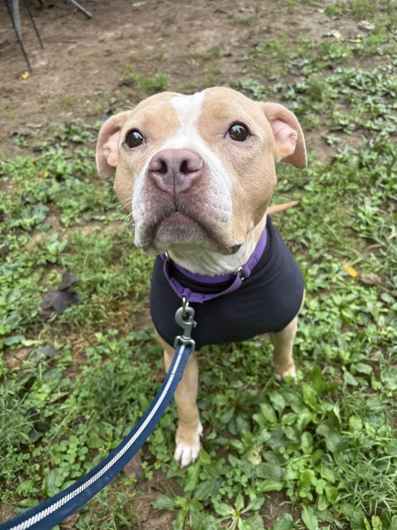 An adult medium-sized female Yellow / Tan / Blond / Fawn Pit Bull Terrier dog named Tilly for adoption in South Charleston, OH