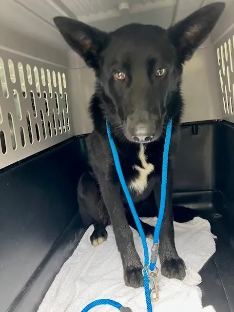 A young medium-sized male Black German Shepherd Dog dog named Slinky for adoption in Phoenix, OR