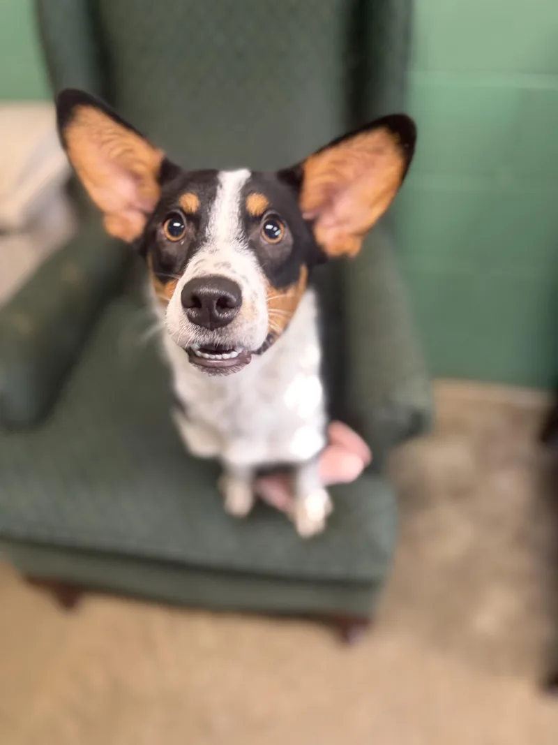 A young small-sized female Corgi dog named Chanel for adoption in Seneca, PA