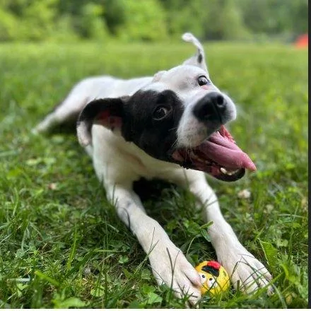 An adult medium-sized male White / Cream Mixed Breed dog named Weasel for adoption in Raleigh, NC