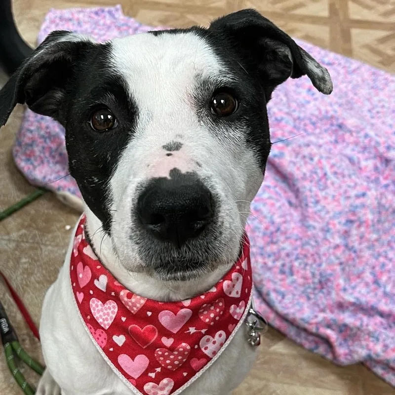 An adult medium-sized female Pit Bull Terrier dog named Frito for adoption in Worcester, MA