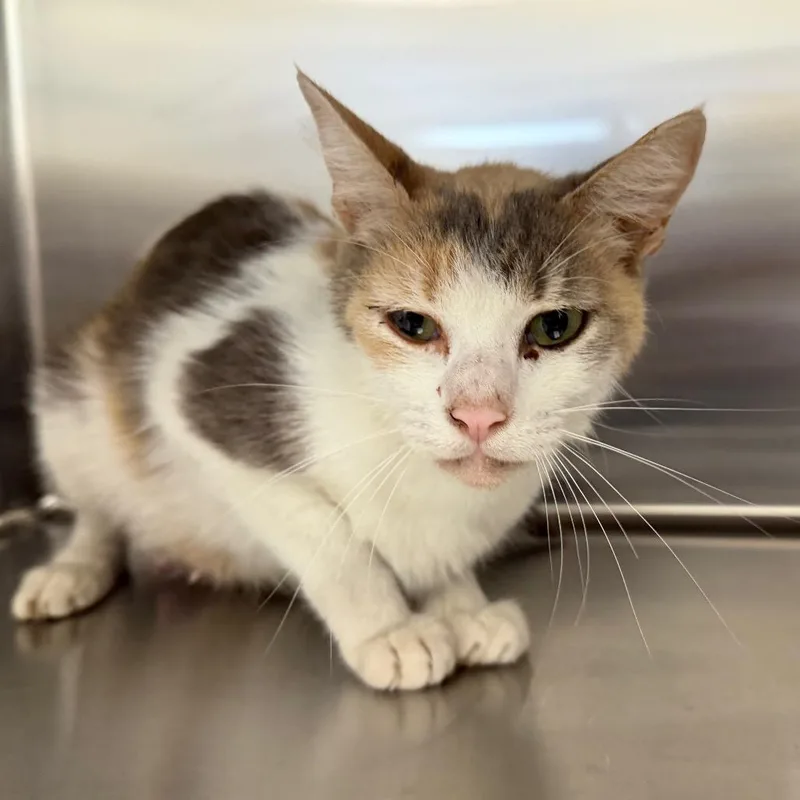 A young small-sized female Calico Domestic Short Hair cat named Zara for adoption in Marshall, TX