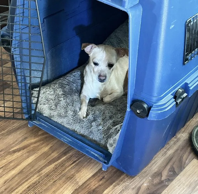 Snowball thumbnail 2