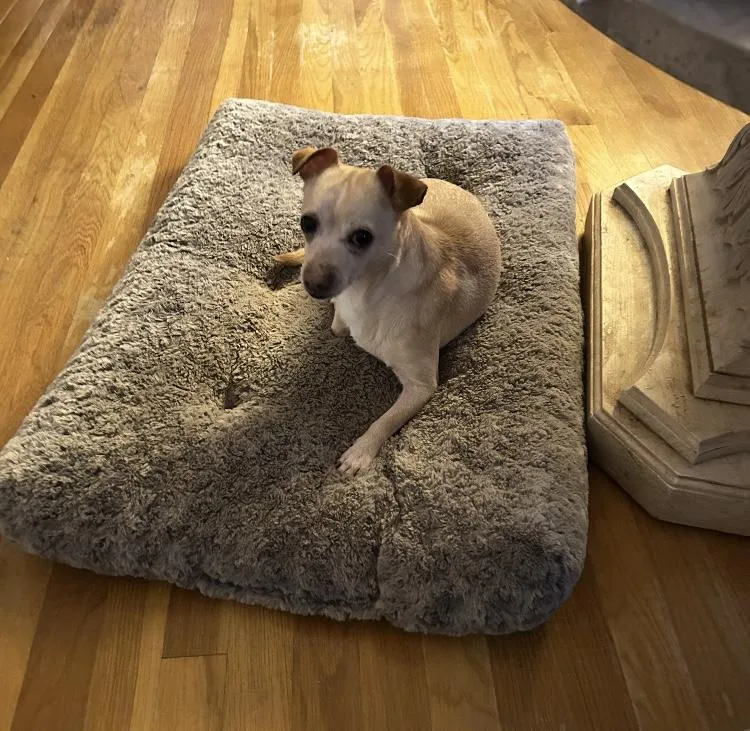 Snowball thumbnail 3