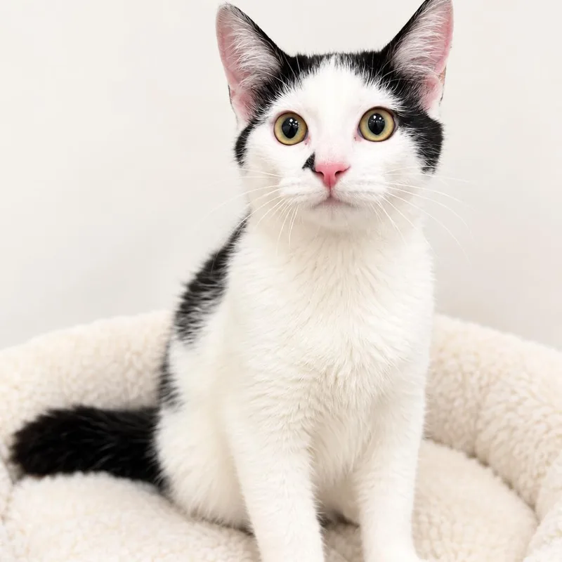 A young small-sized male White Domestic Short Hair cat named Forrest for adoption in Redwood Falls, MN